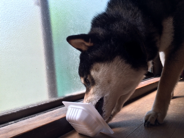 犬が餌を噛まないで食べるので心配 ほっといても大丈夫