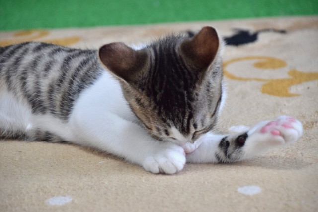 猫が毛玉を吐かないので心配 エサとかを変えるべき