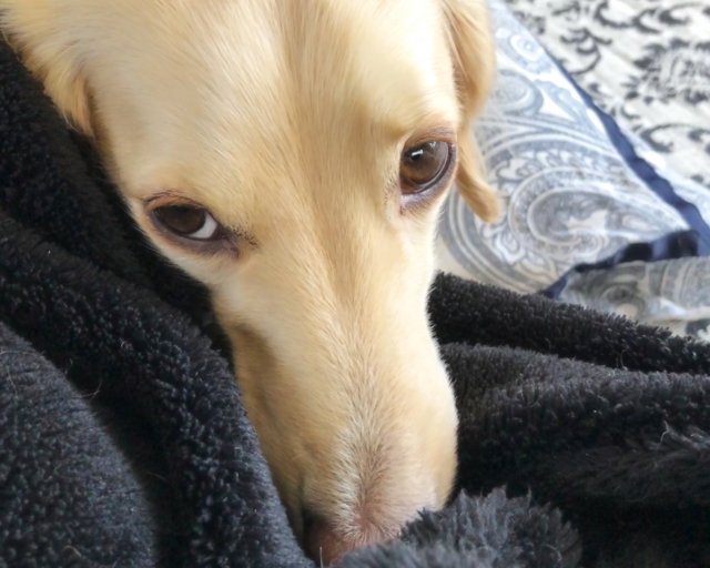 犬は毛布を噛むのが好きなの 考えられる原因は