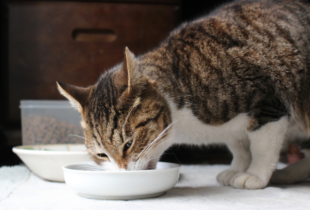 猫の餌の量の基準とは 1日何グラムあげればいい