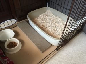 猫は餌を食べないで何日くらい生きられるのか 飼い猫が心配な方へ