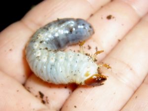 カブトムシの幼虫のふんは処理すべき 飼育の仕方伝授