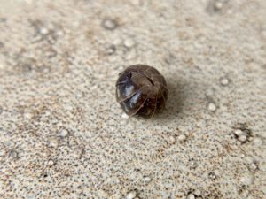 ダンゴムシの駆除にはコーヒーがいいって本当 その他の天敵は