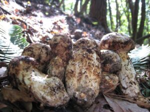 松茸の栽培キットはまだまだ先のこと 代わりのおすすめ商品はある