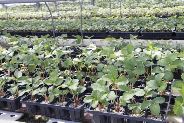 いちご苗はホームセンターでも買える 値段や販売時期は